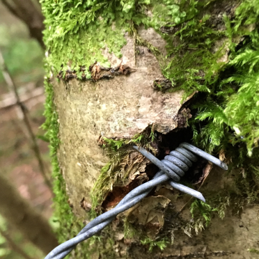 barbed wire