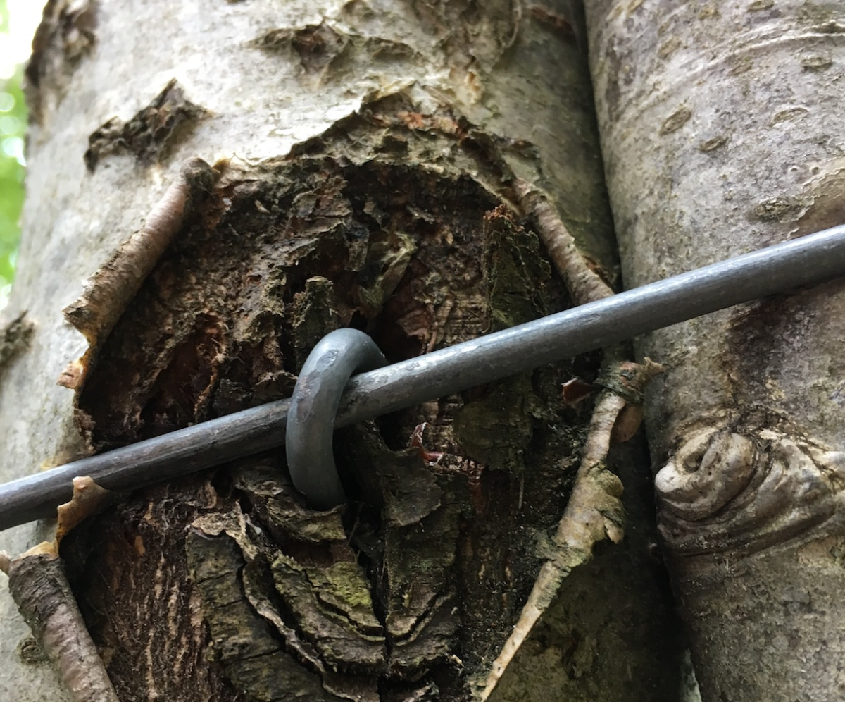 live wood