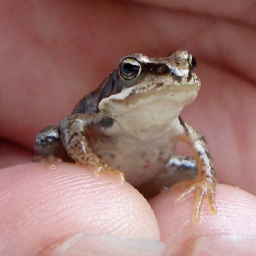 frog