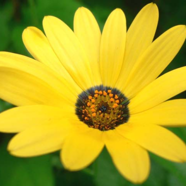 yellow african daisy