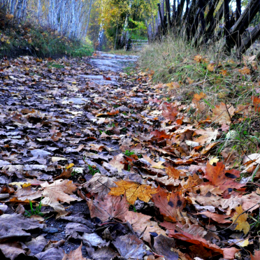 autumn