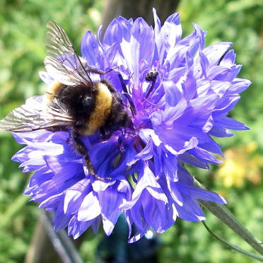 bumble bee