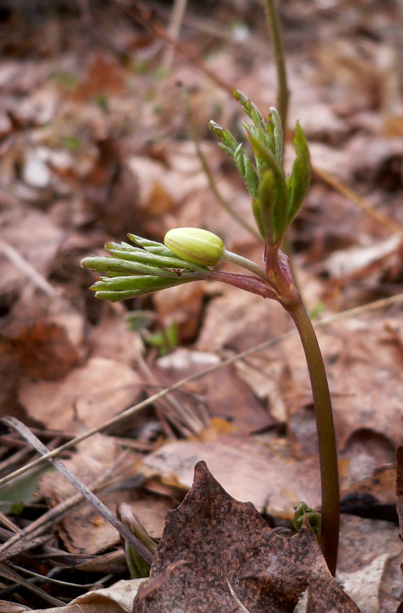 wood anemone