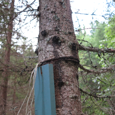 tree and string