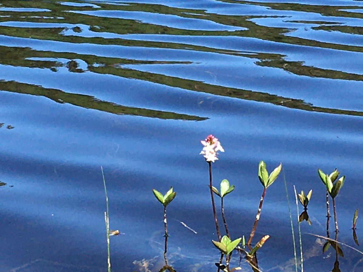 lily pods