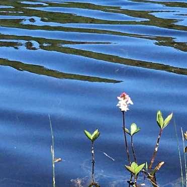 lily pods