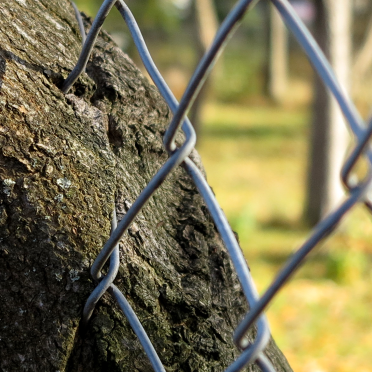 tree and fence