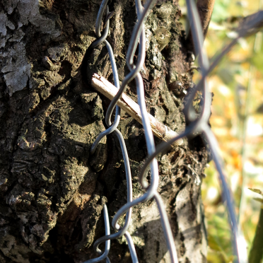 tree and fence