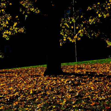 autumn, oslo
