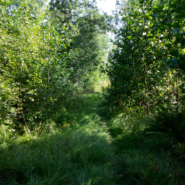 hidden paths