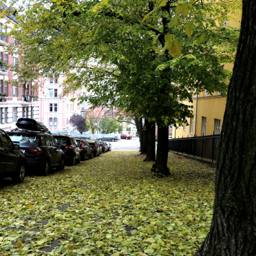 autumn