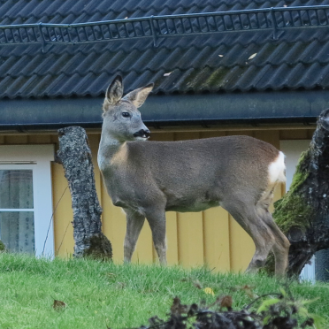 roe deer