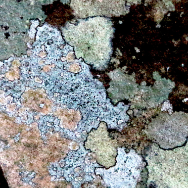 the cartography of lichen