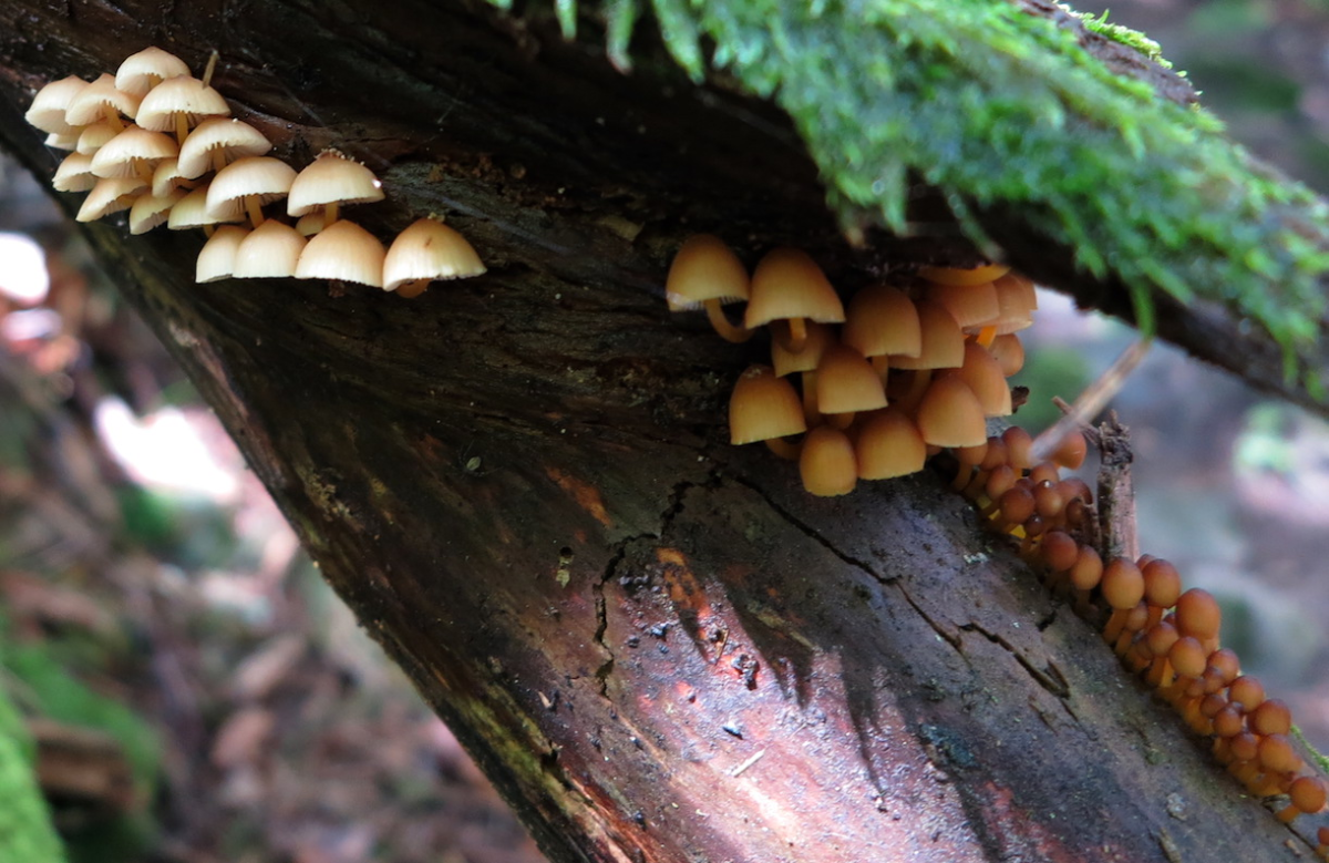 more 'shrooms!