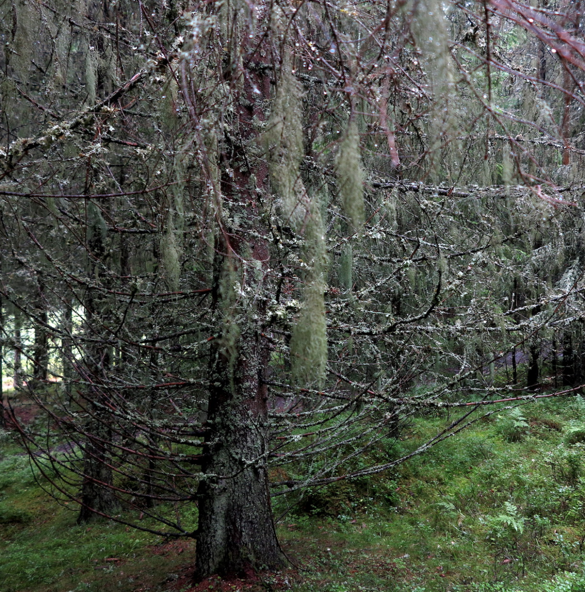 lichen