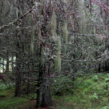 lichen