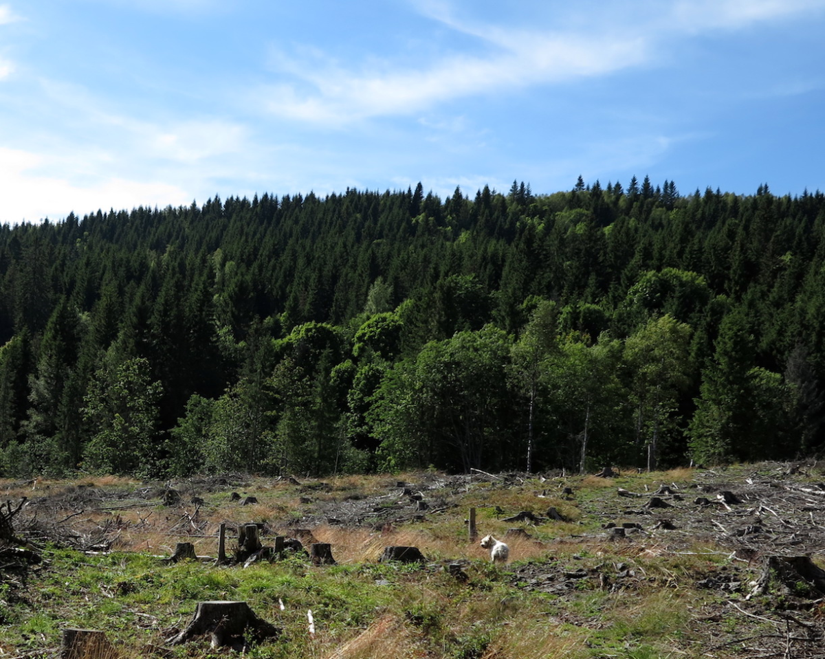 Haveråsen