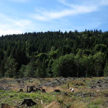 Haveråsen