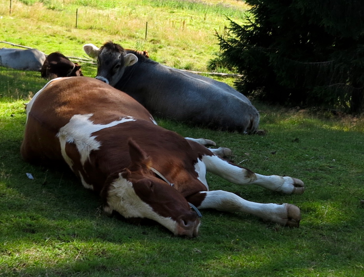 cows snore