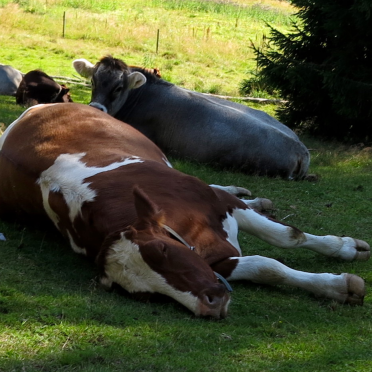 cows snore