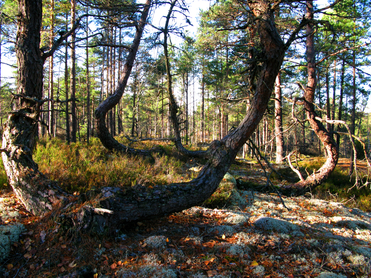 crooked timber...