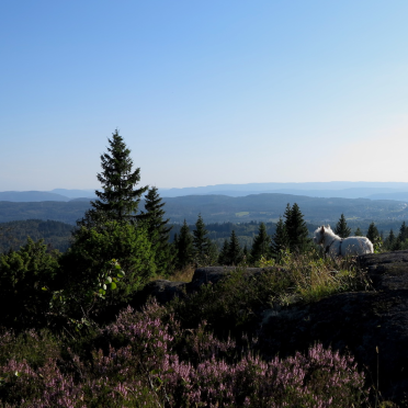 Bergsåstoppen