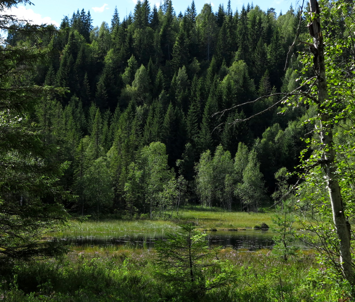beautiful pond