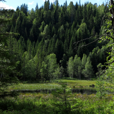 beautiful pond