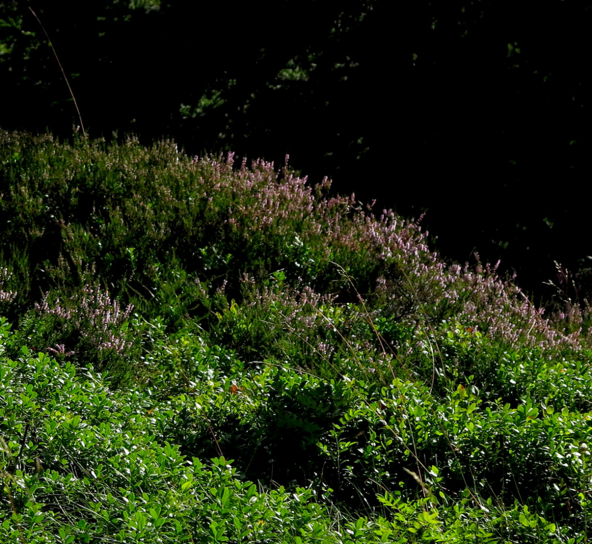 heather and blueberries