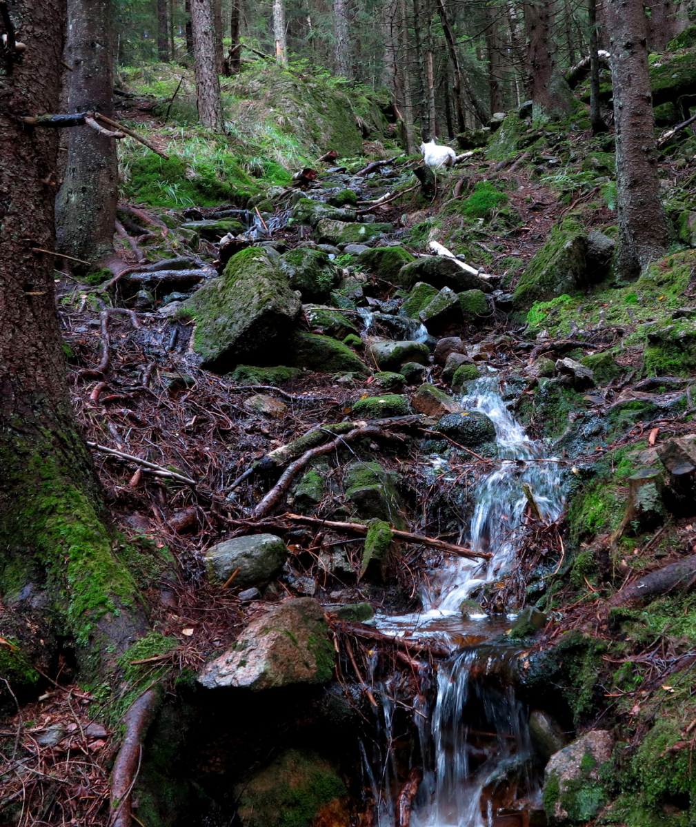 stream or a path?