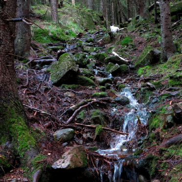stream or a path?