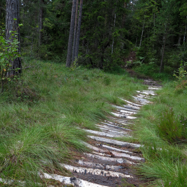 bog
