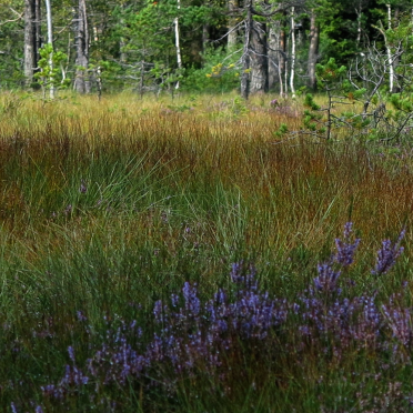 bog