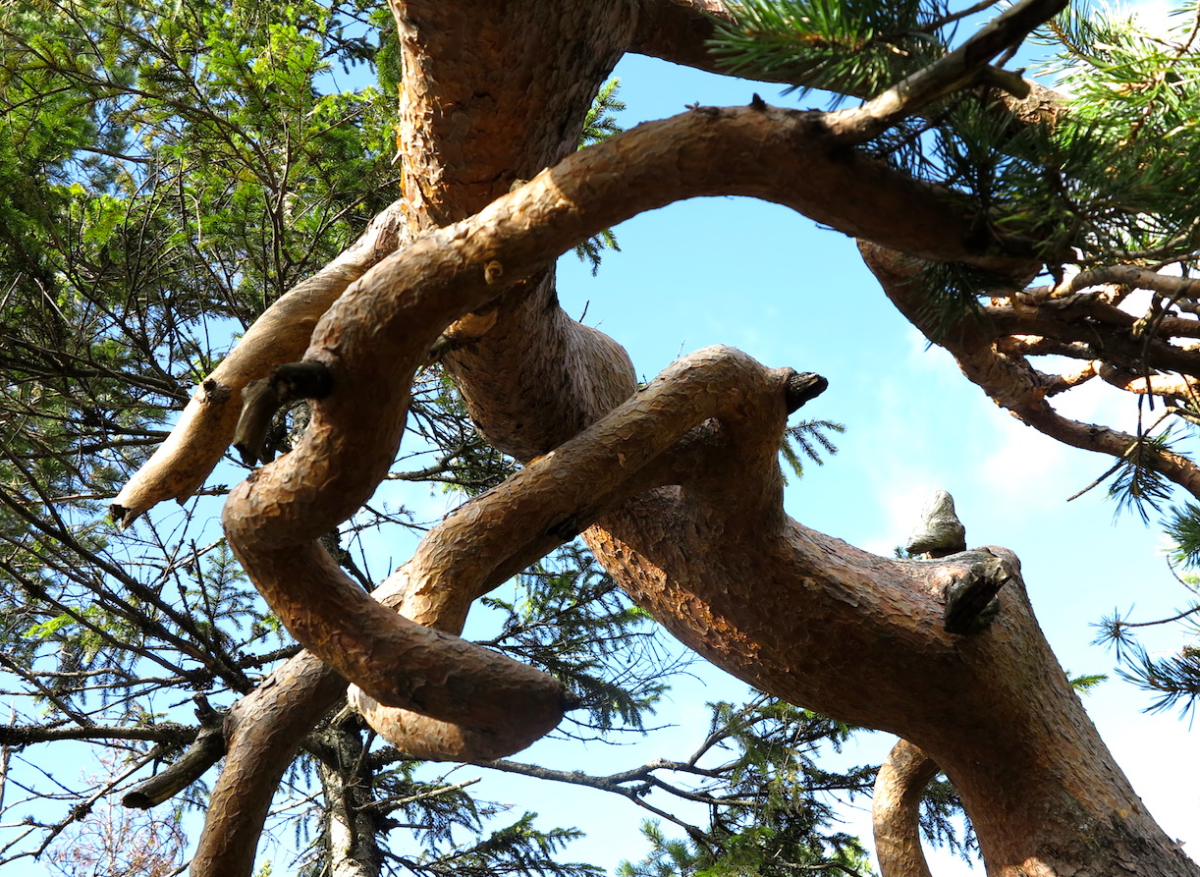 pine