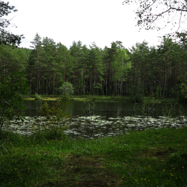 pond