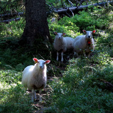 sheepies