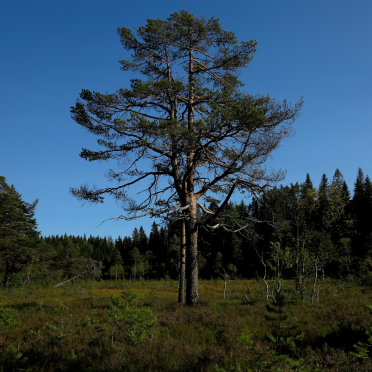 pine