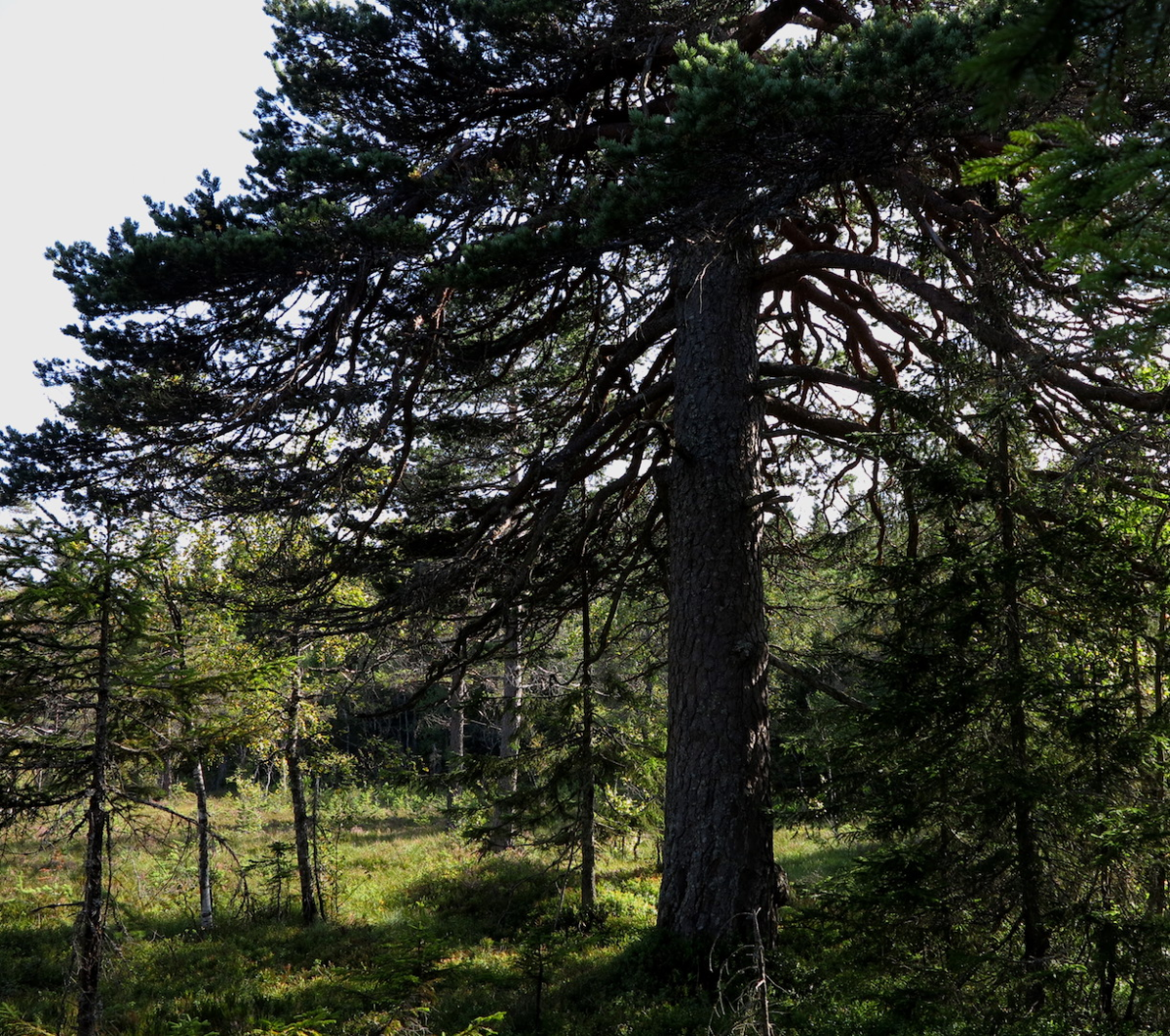 the old pine