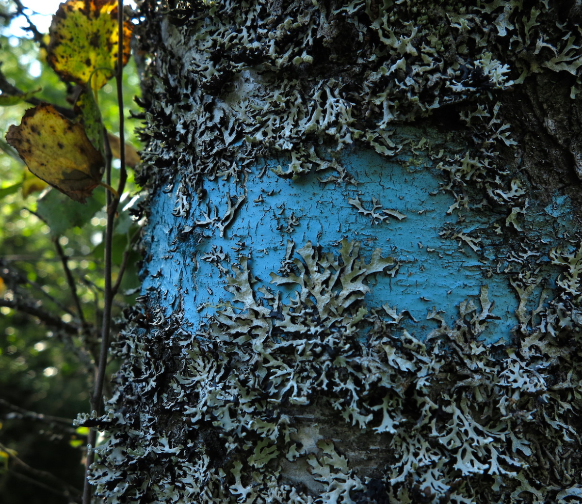 markings