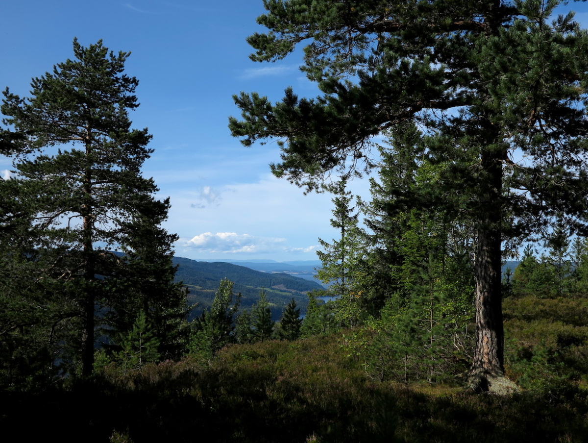 Holsfjorden