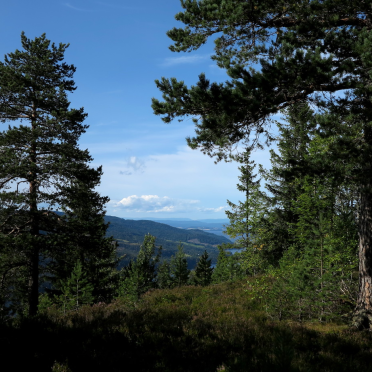 Holsfjorden