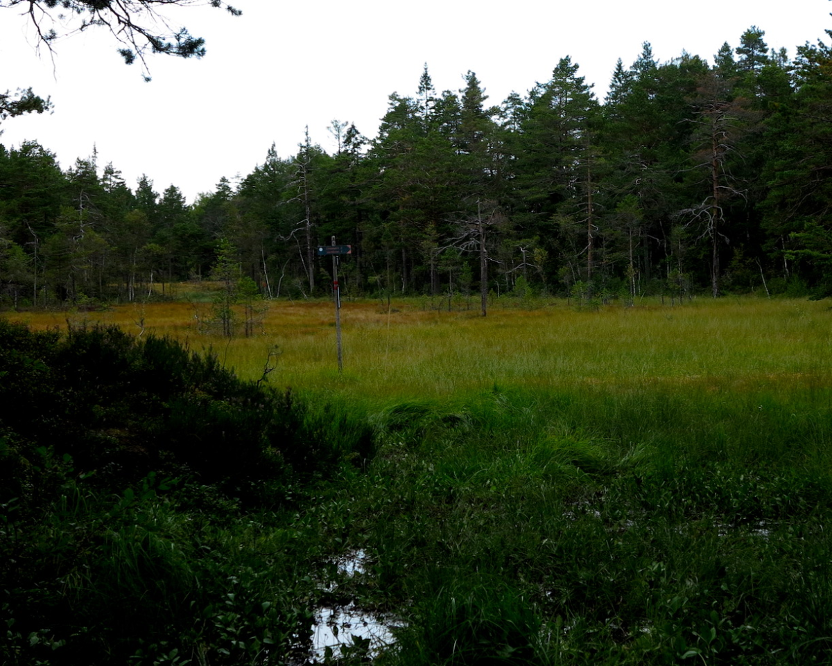 Fuglemyr