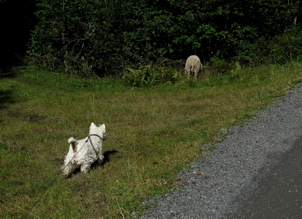 sheepies!