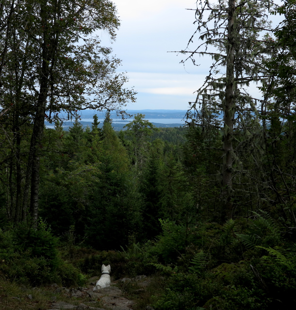 the fjord