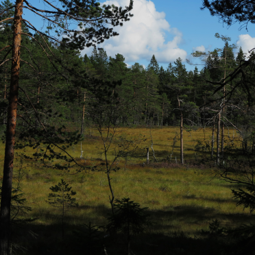 Verkensmåsan