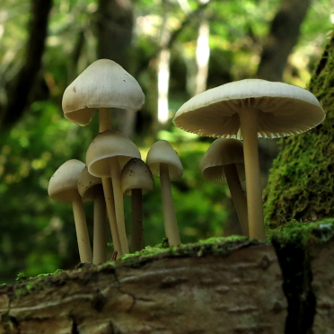 shrooms!