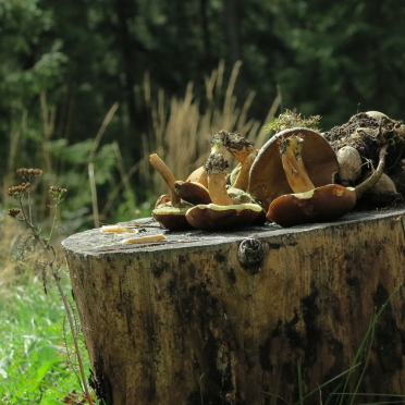 'shrooms