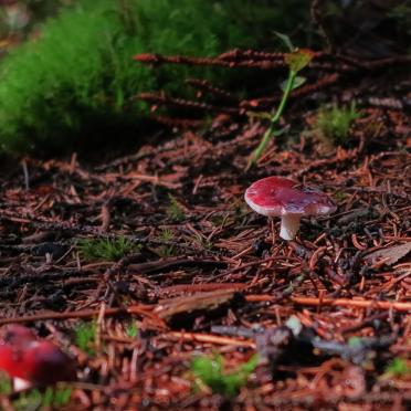 'shrooms