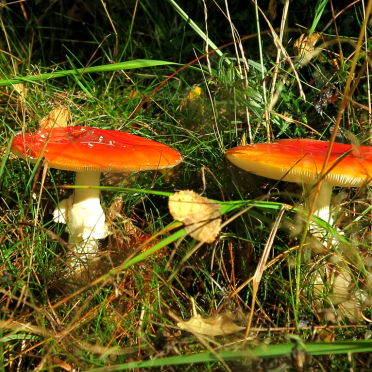 'shrooms