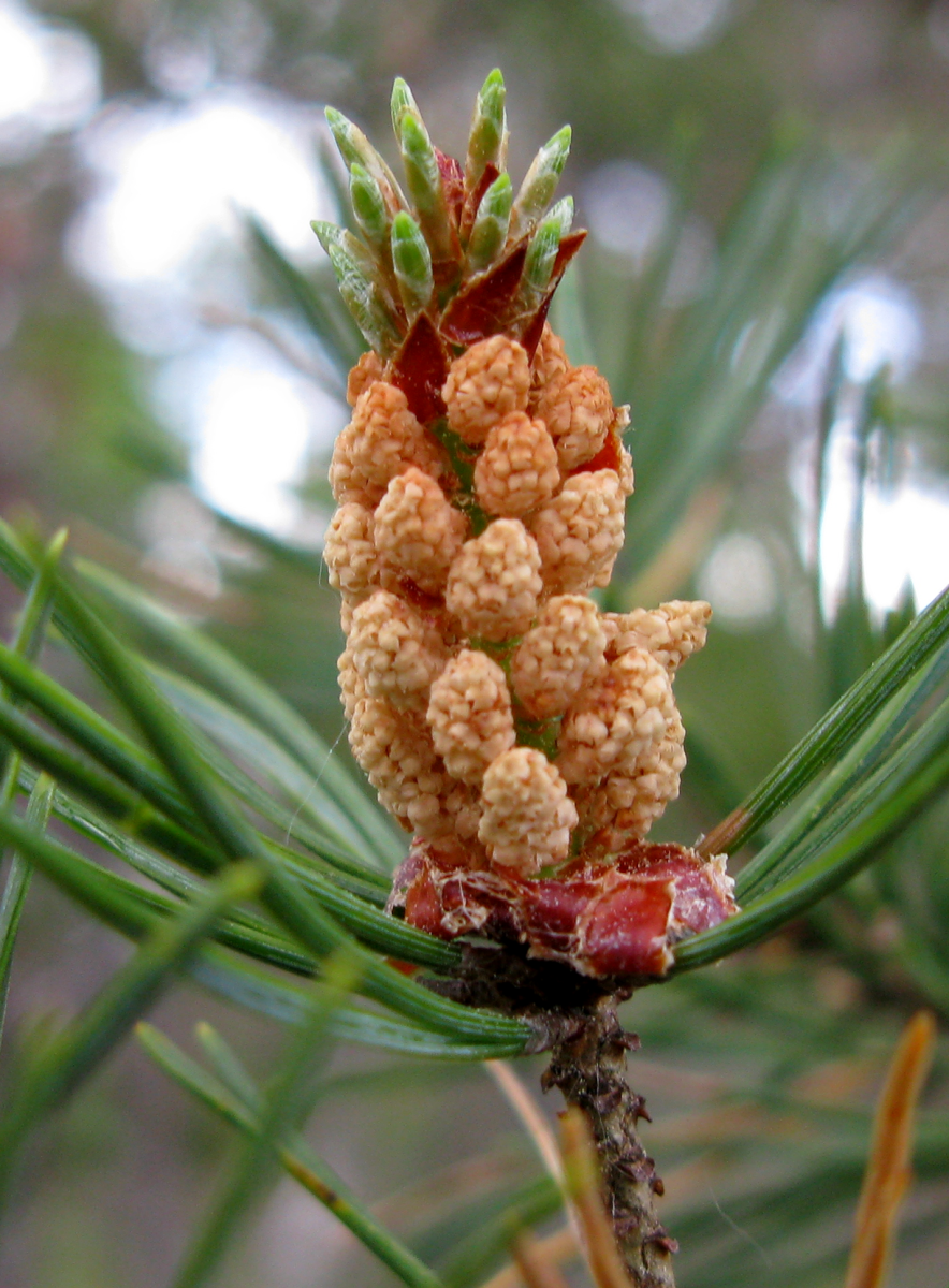 fir cone / flower
